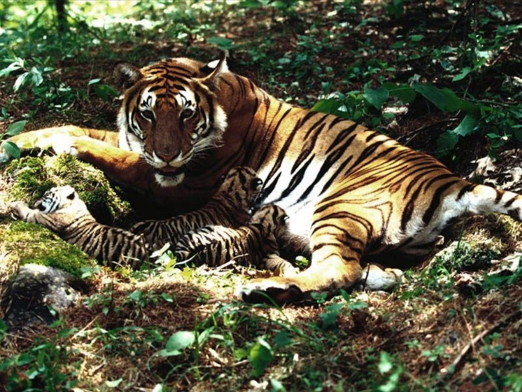 Tigres - 046